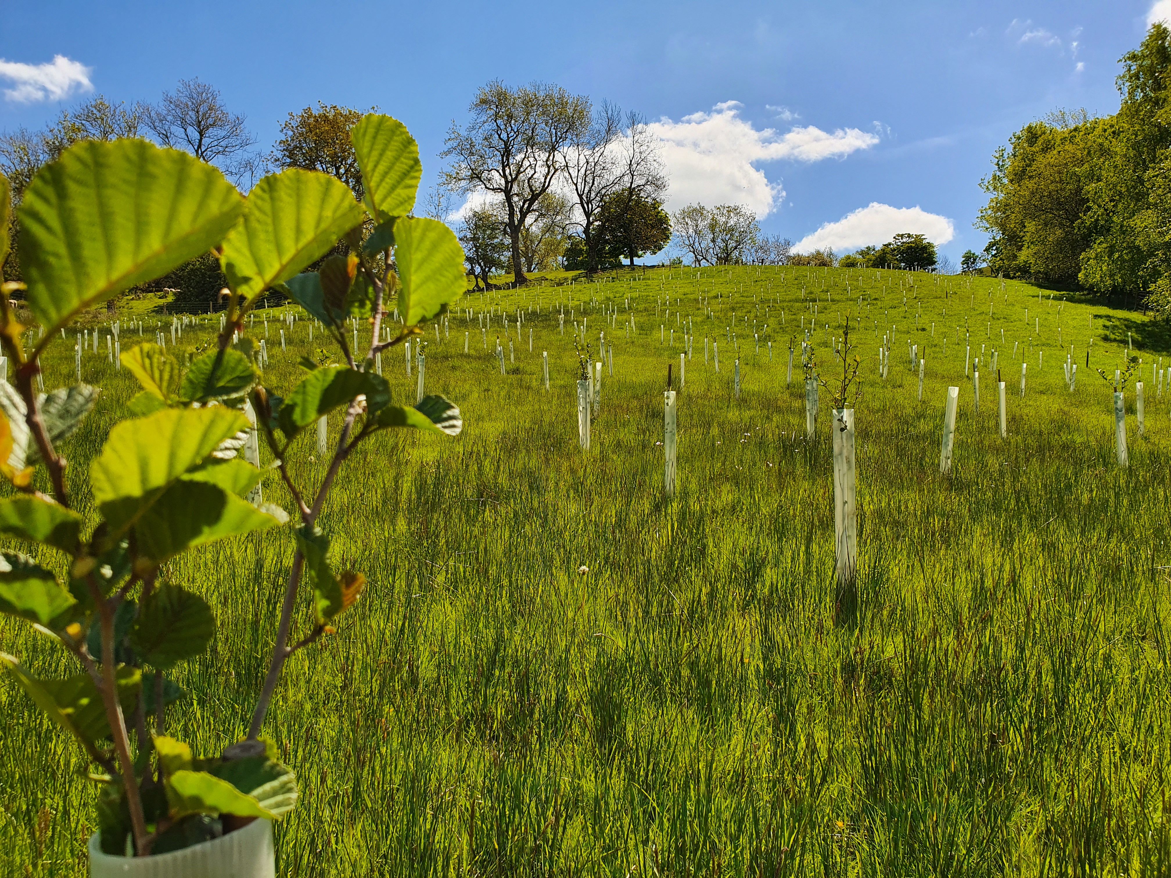 9Trees Nature Based Solutions CIC