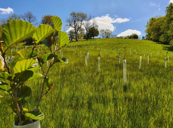 9Trees Nature Based Solutions CIC