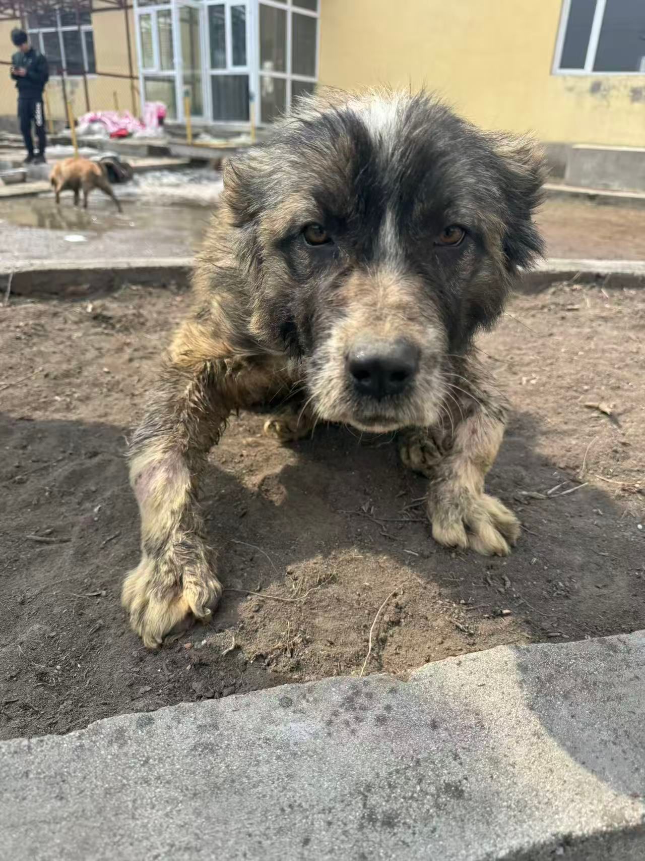 Harbin SHS Animal Rescue