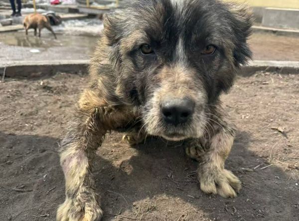 Harbin shs animal Rescue