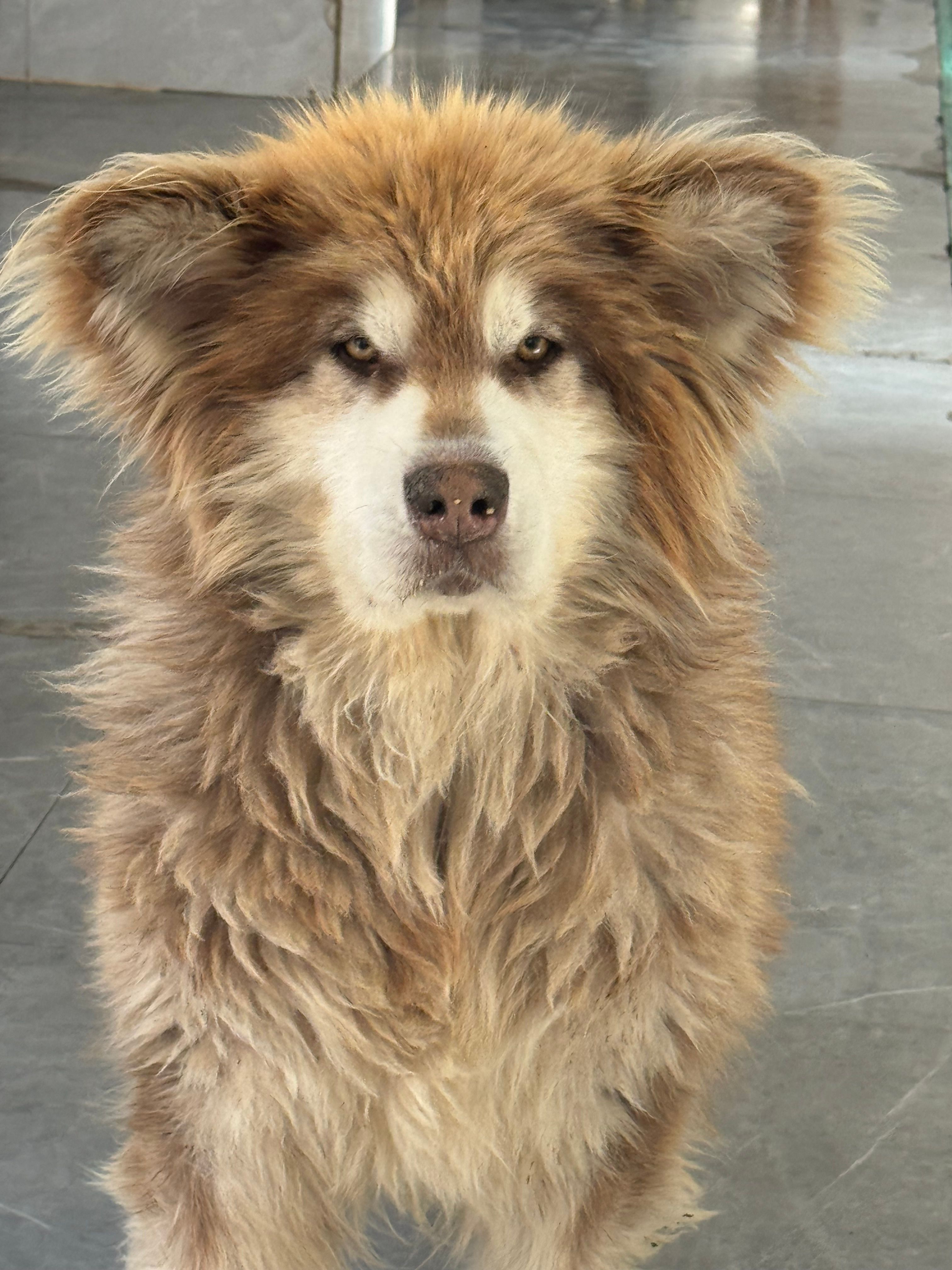 Harbin SHS Animal Rescue