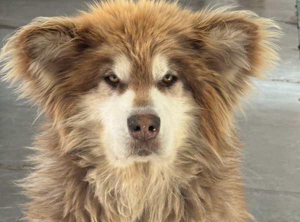 Harbin shs animal Rescue