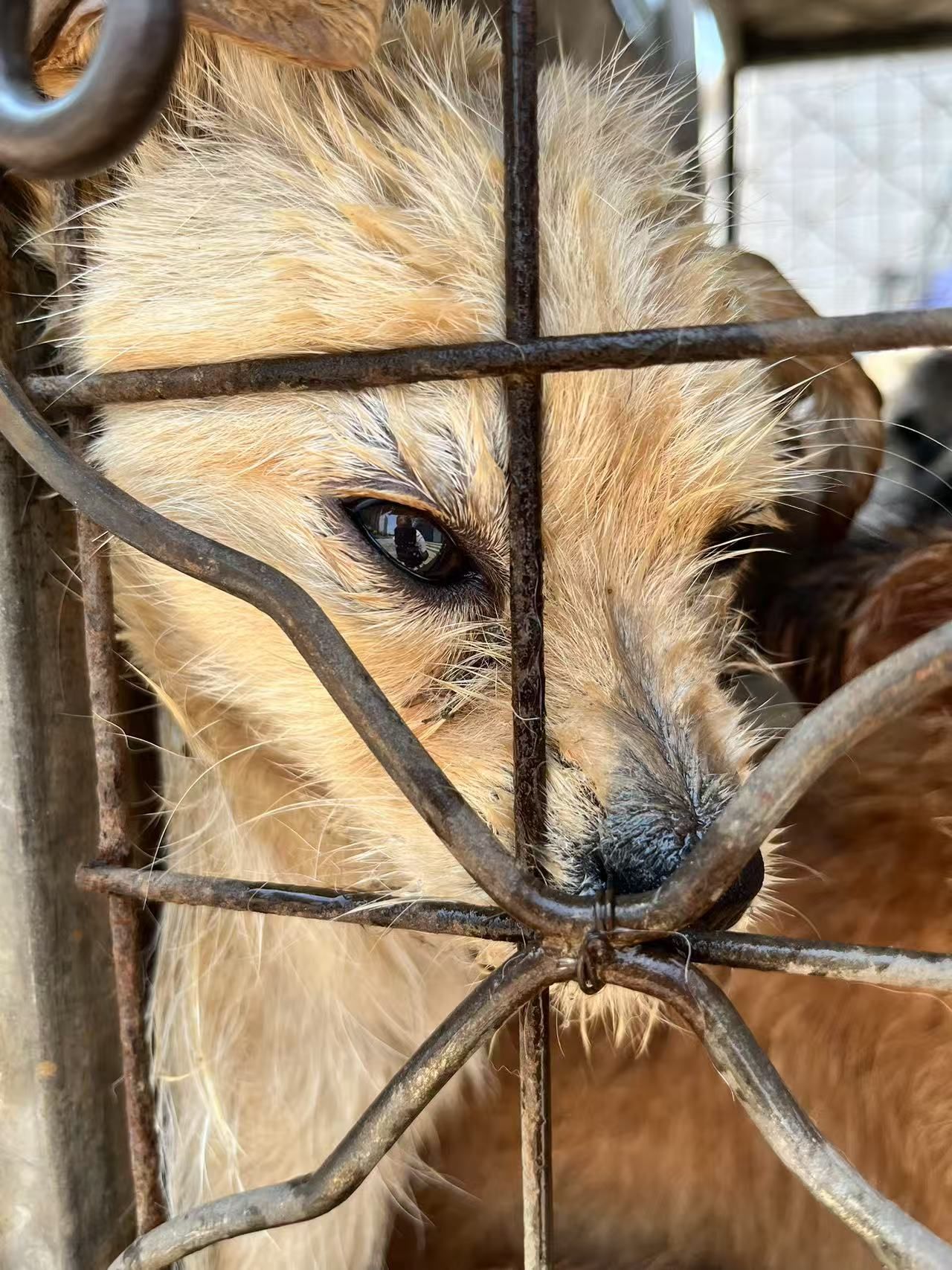 Harbin SHS Animal Rescue