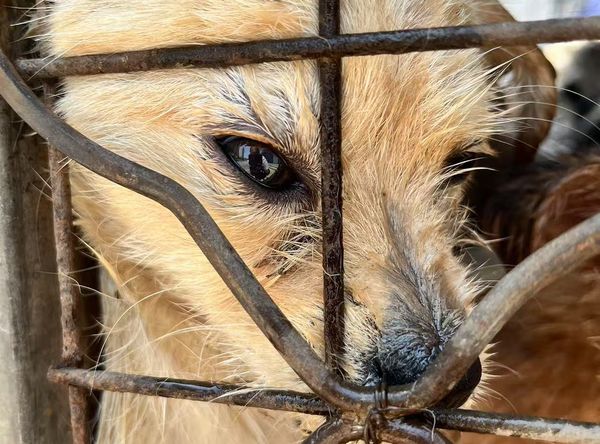 Harbin shs animal Rescue