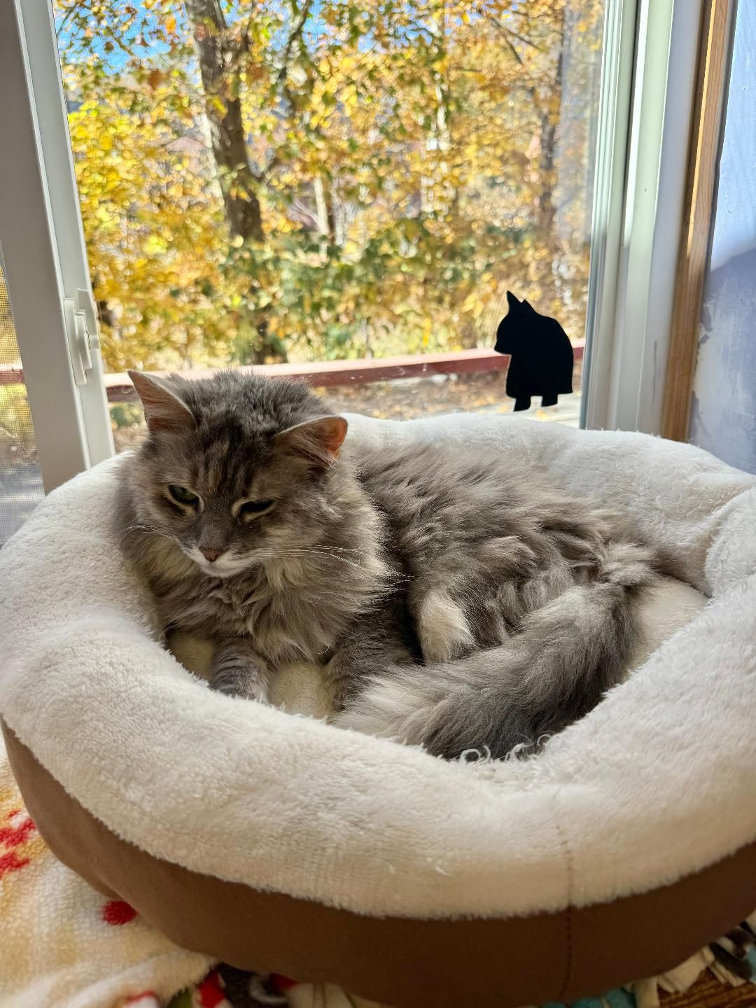 Mid Hudson Animal Aid