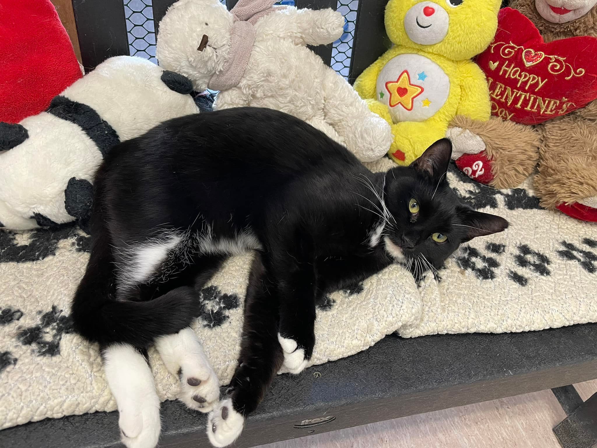 Mid Hudson Animal Aid