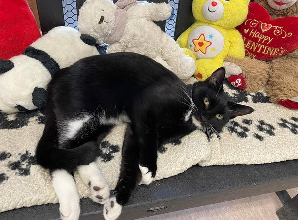 Mid Hudson Animal Aid