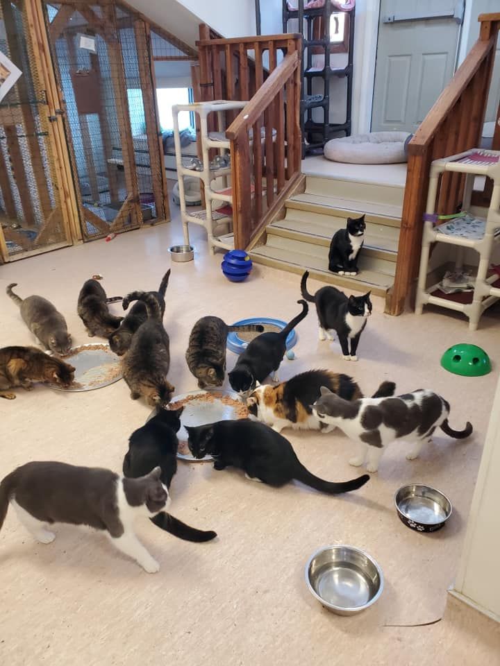 Mid Hudson Animal Aid