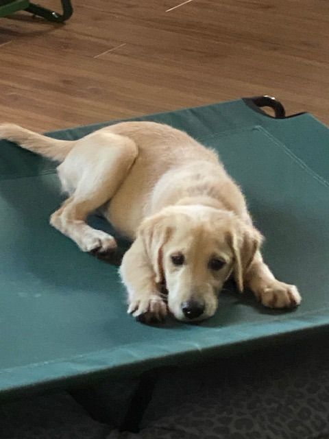 Golden Retriever Rescue of Houston