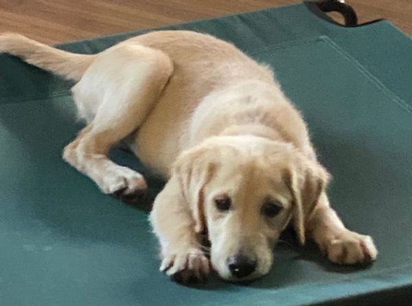 Golden Retriever Rescue of Houston