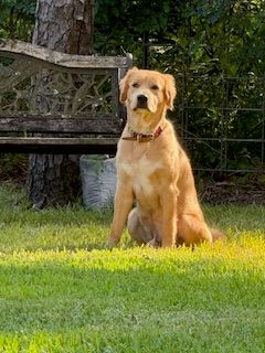 Golden Retriever Rescue of Houston