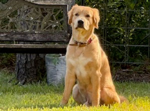 Golden Retriever Rescue of Houston