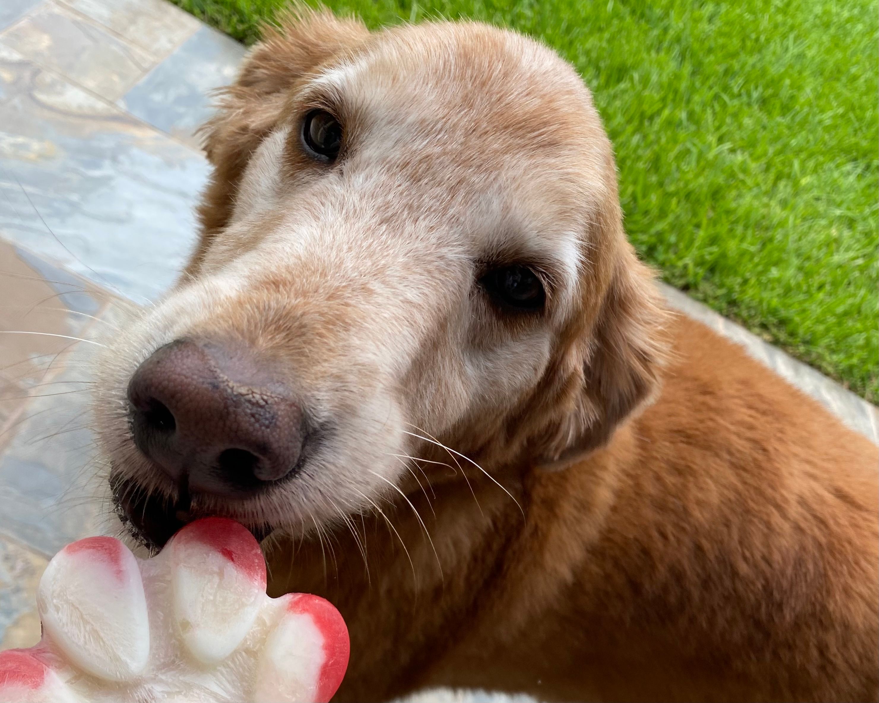 Golden Retriever Rescue of Houston