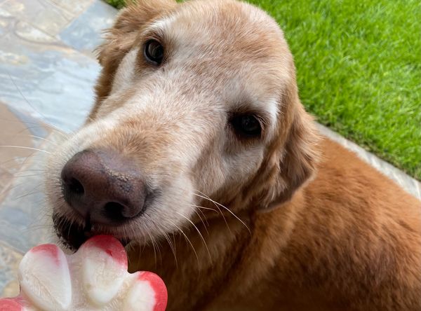 Golden Retriever Rescue of Houston