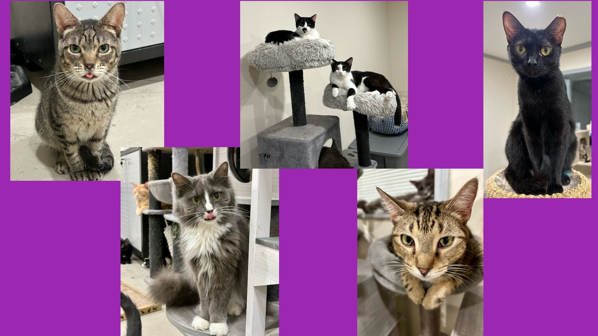 Murphy's Kittens, Inc. Florida