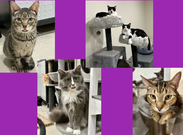 Murphy's Kittens, Inc. Florida