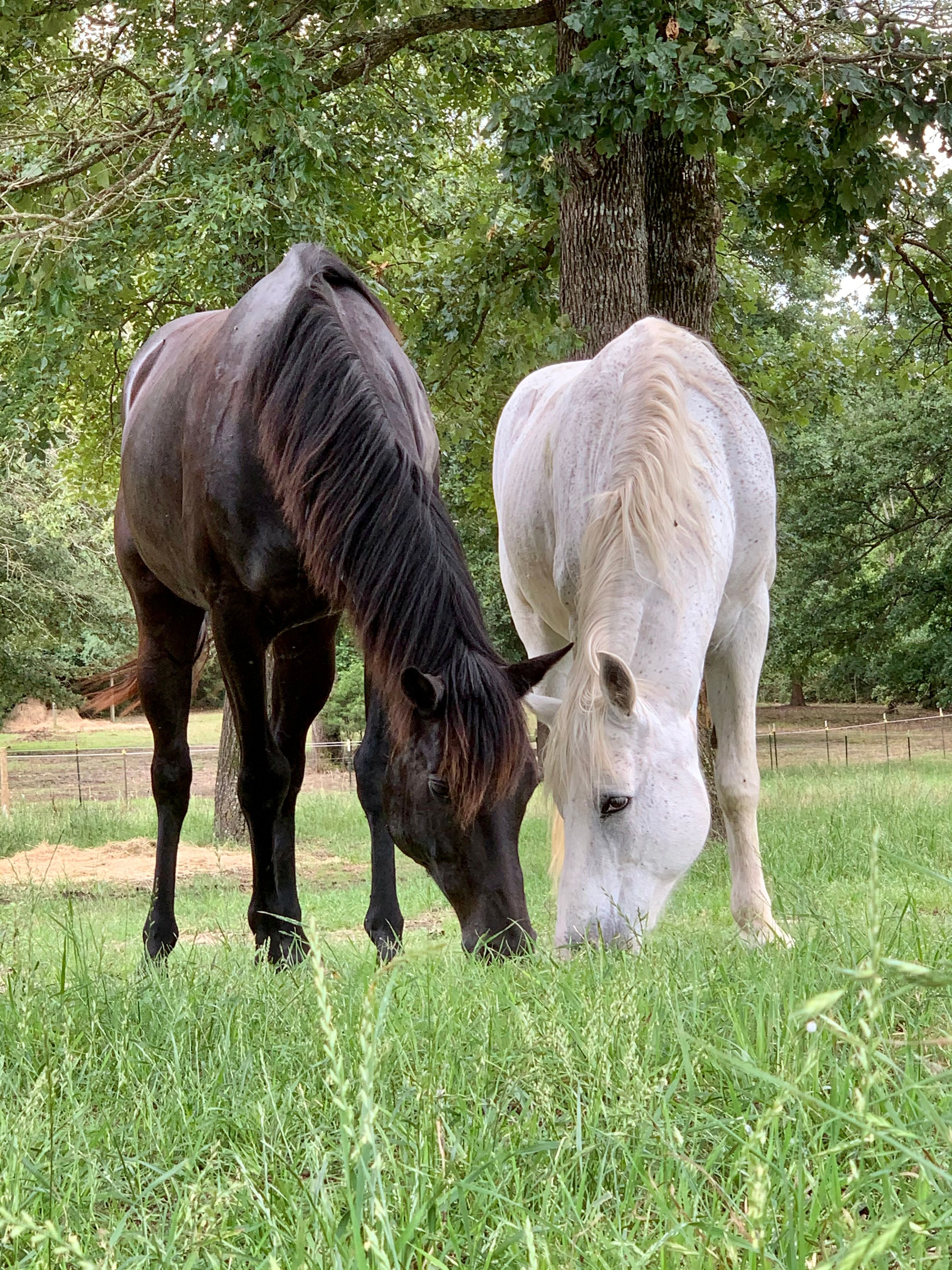Spirit Run Equine Rescue