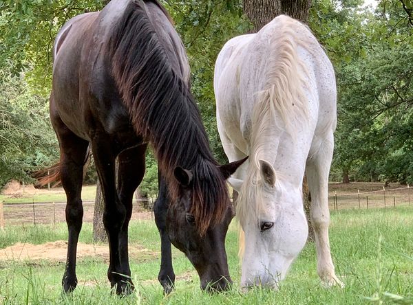 Spirit Run Equine Rescue