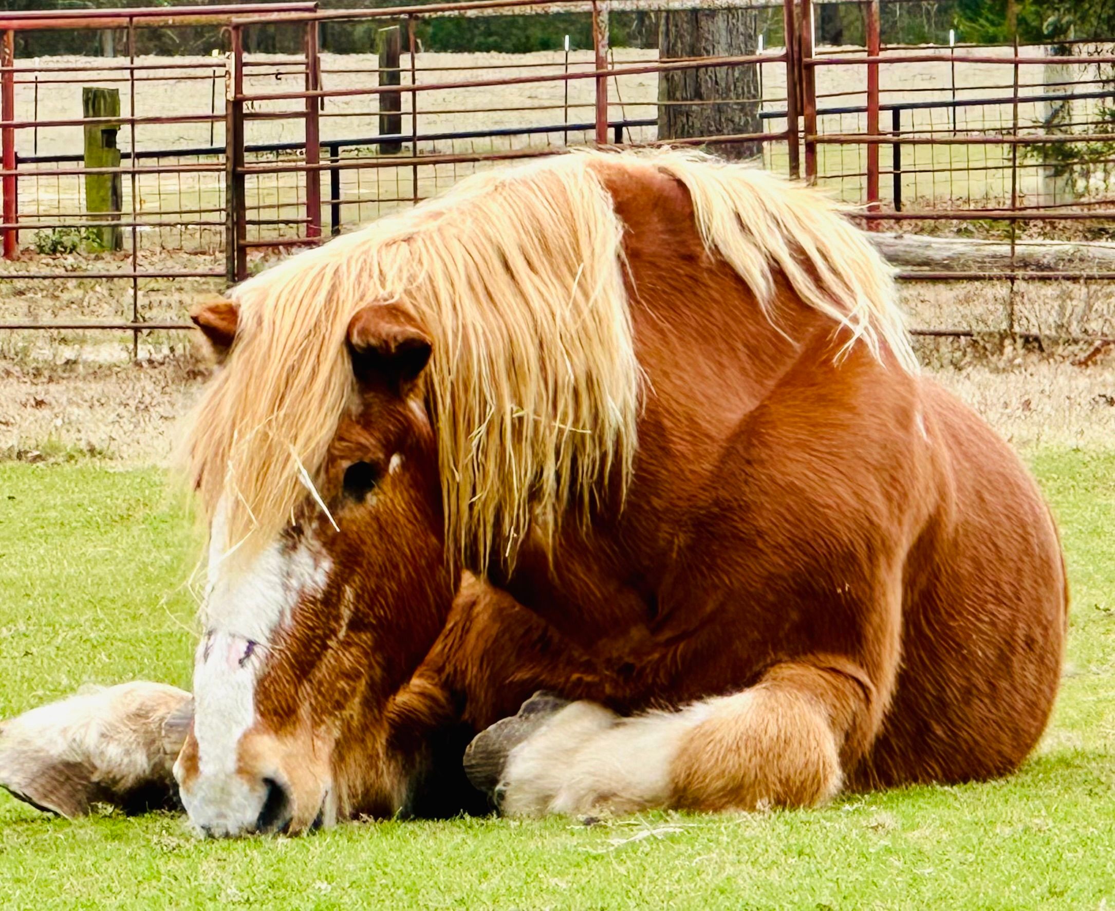 Spirit Run Equine Rescue