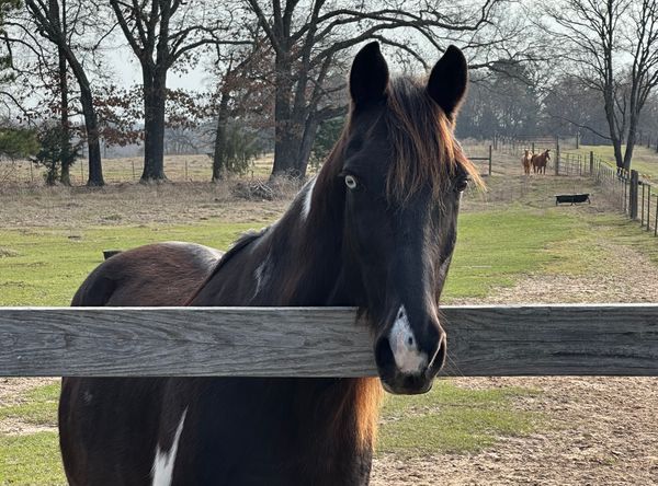 Spirit Run Equine Rescue