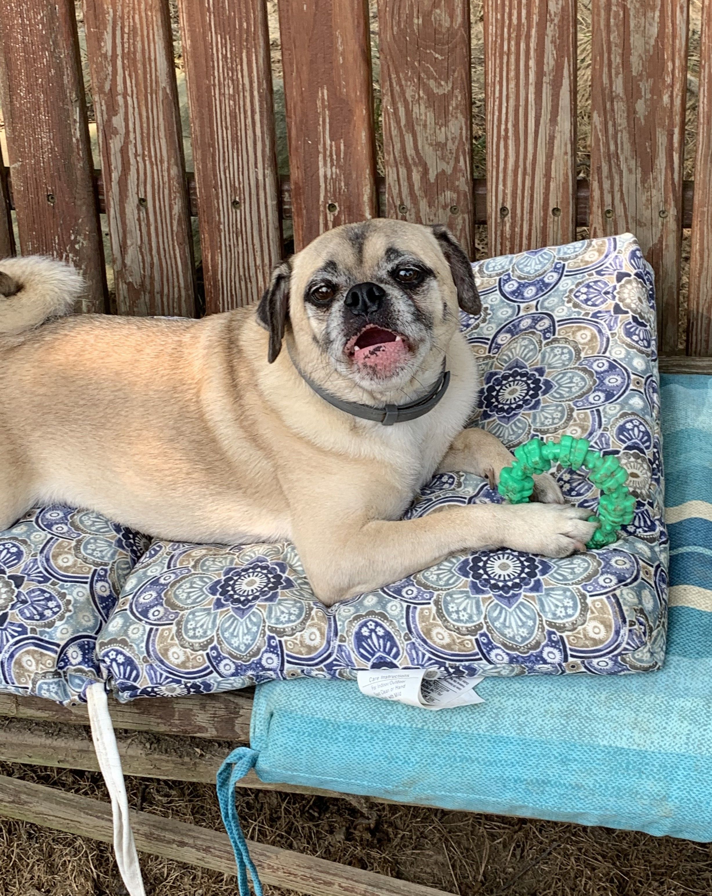 Guardian Angels Pug Rescue