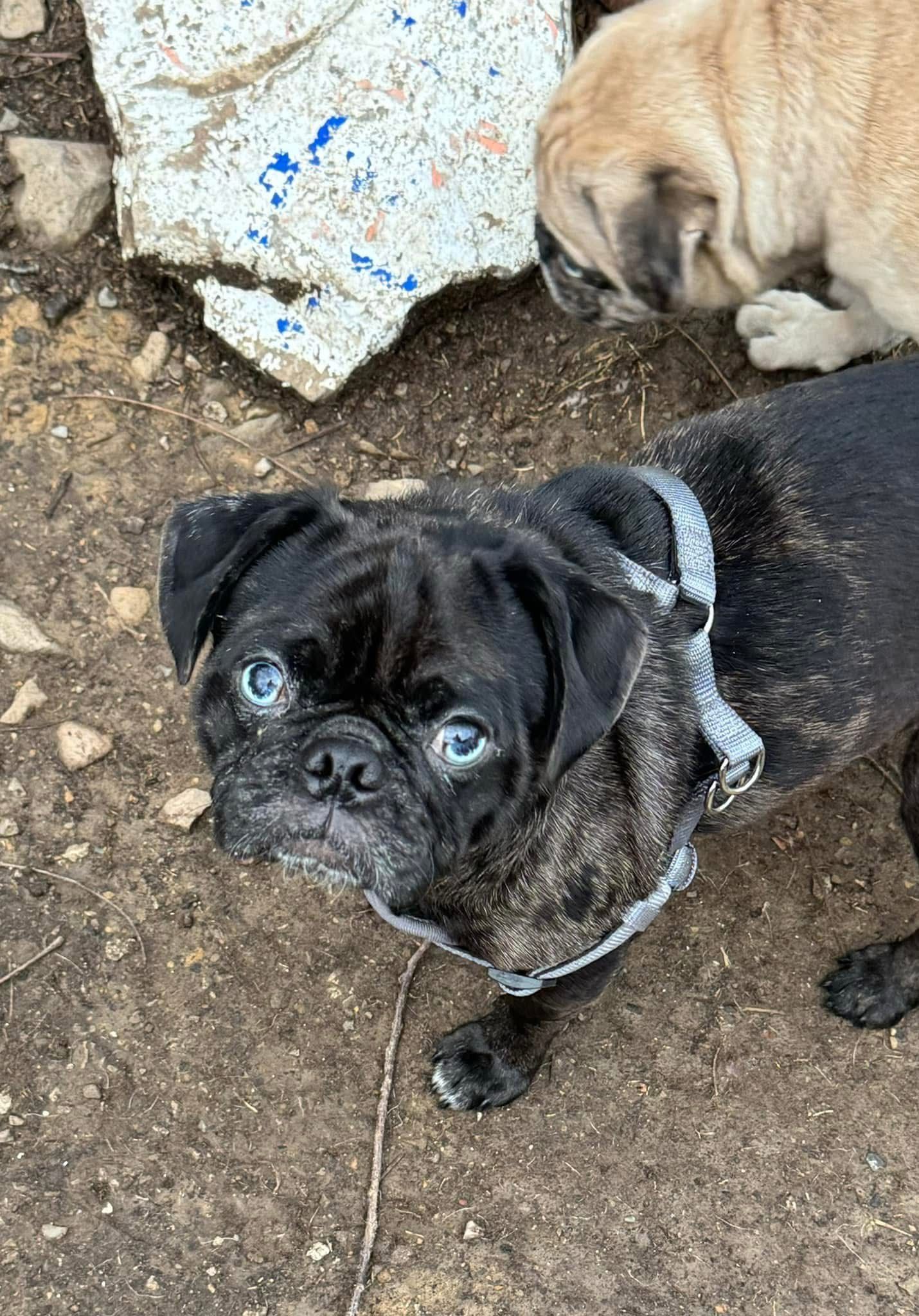 Guardian Angels Pug Rescue