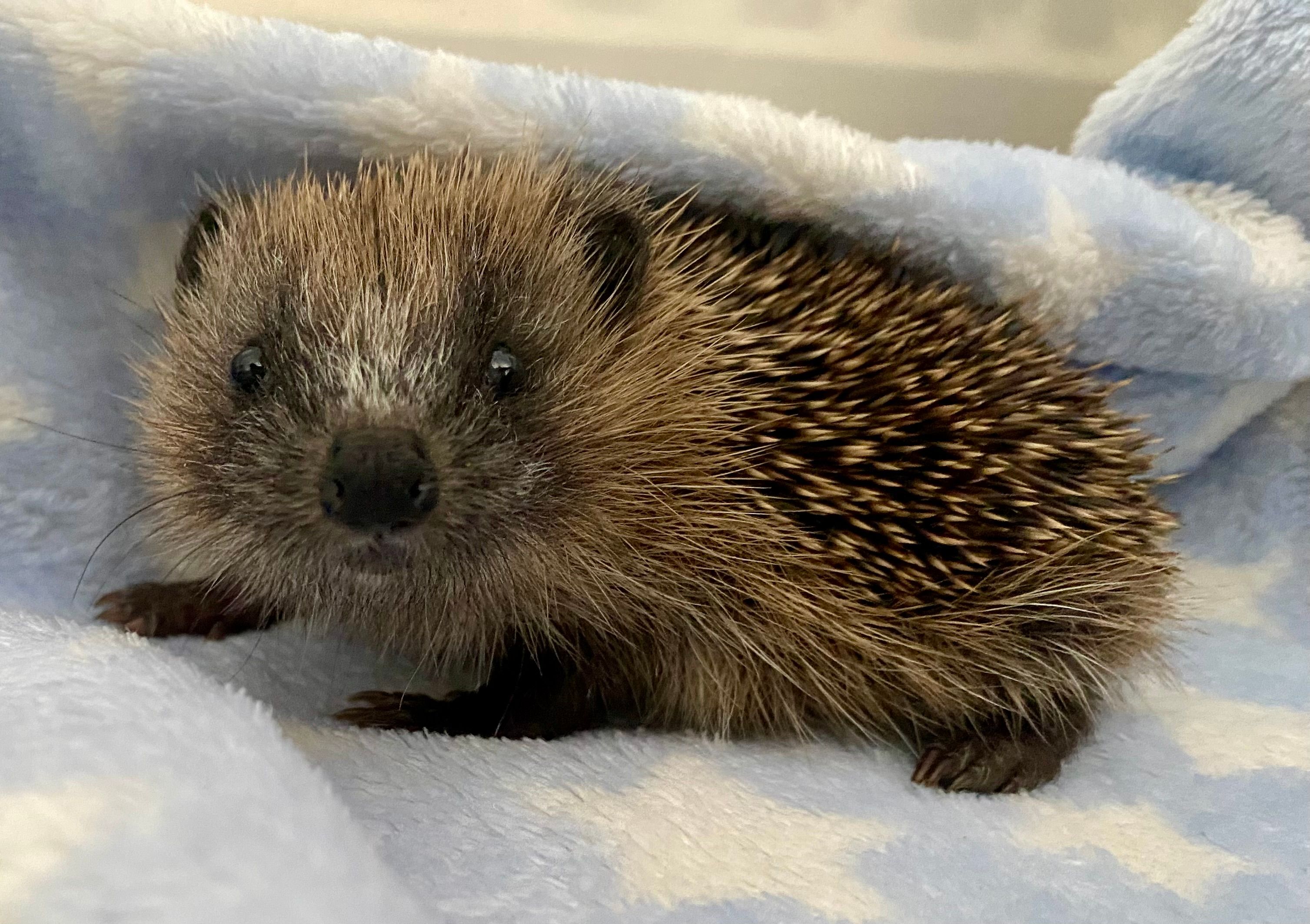 Hedgehog Rescue Blackpool