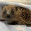 Hedgehog Rescue Blackpool