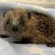 Hedgehog Rescue Blackpool