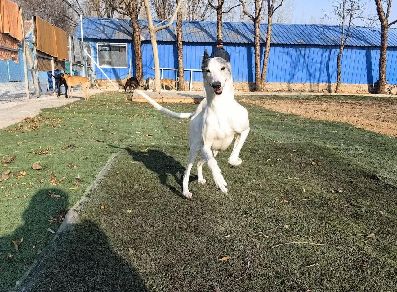 Candy's Hound Rescue International