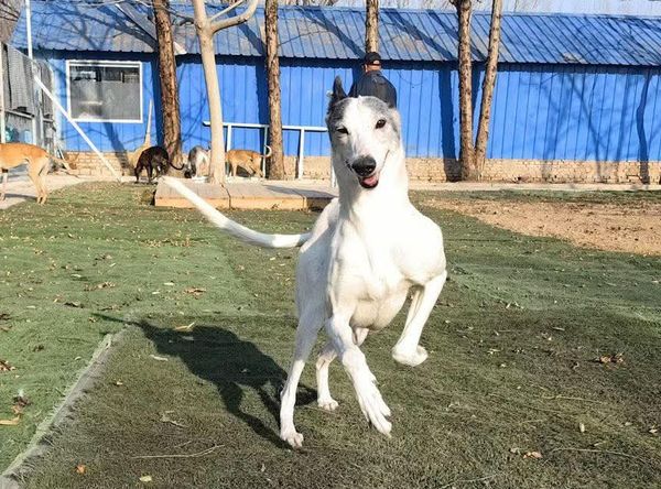 Candy's Hound Rescue International