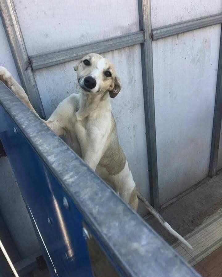 Candy's Hound Rescue International