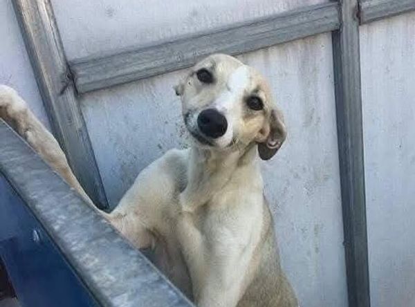 Candy's Hound Rescue International