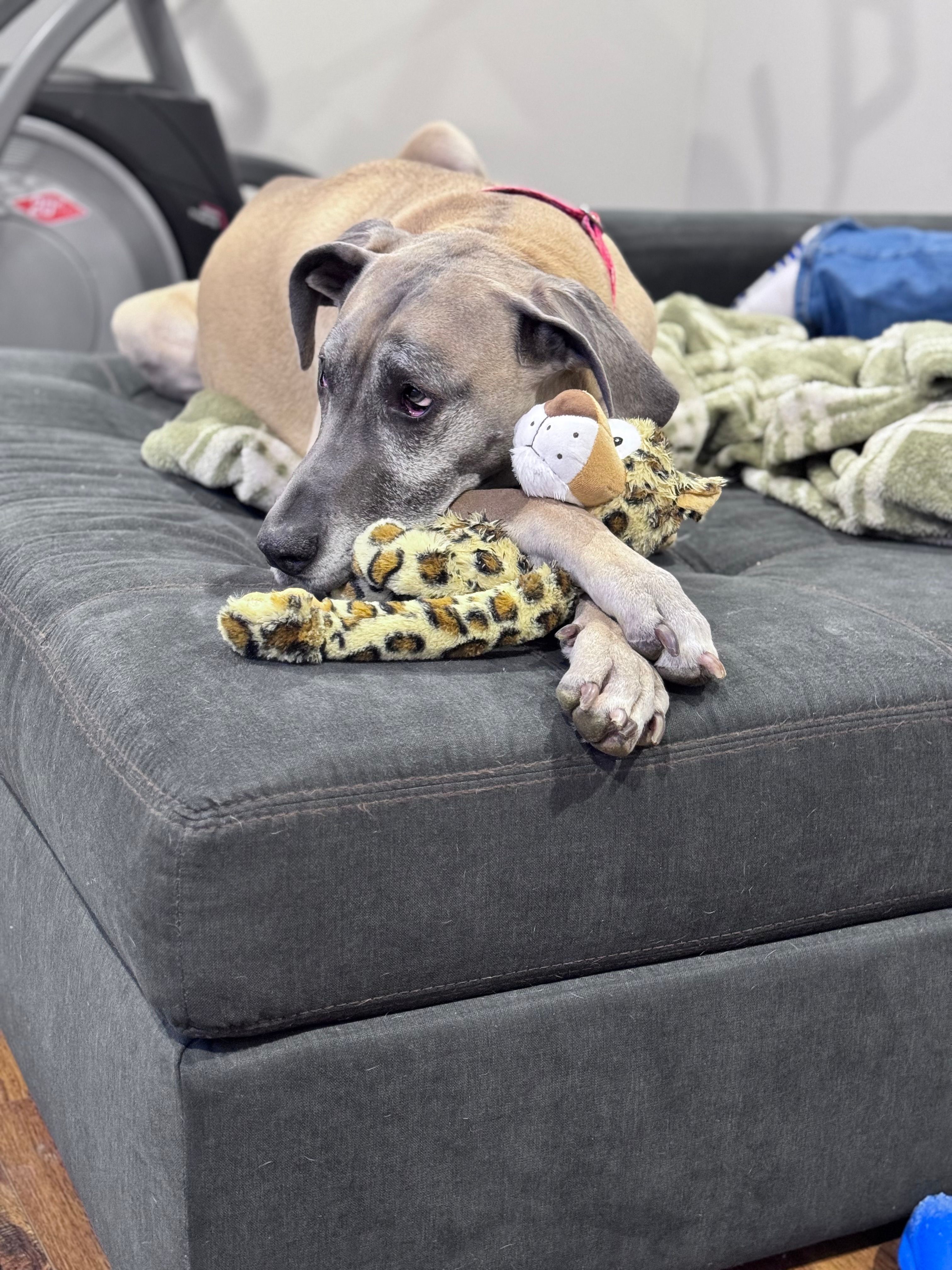 Upper Midwest Great Dane rescue