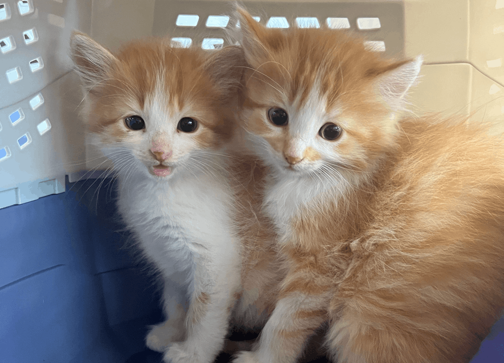 West Suburban Humane Society