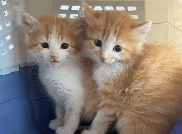 West Suburban Humane Society