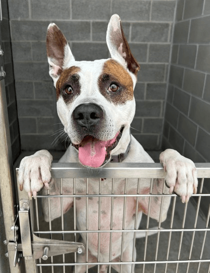 West Suburban Humane Society