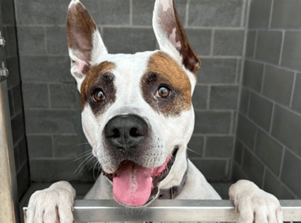 West Suburban Humane Society