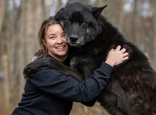 Arctic Fox Daily Wildlife Rescue, Inc