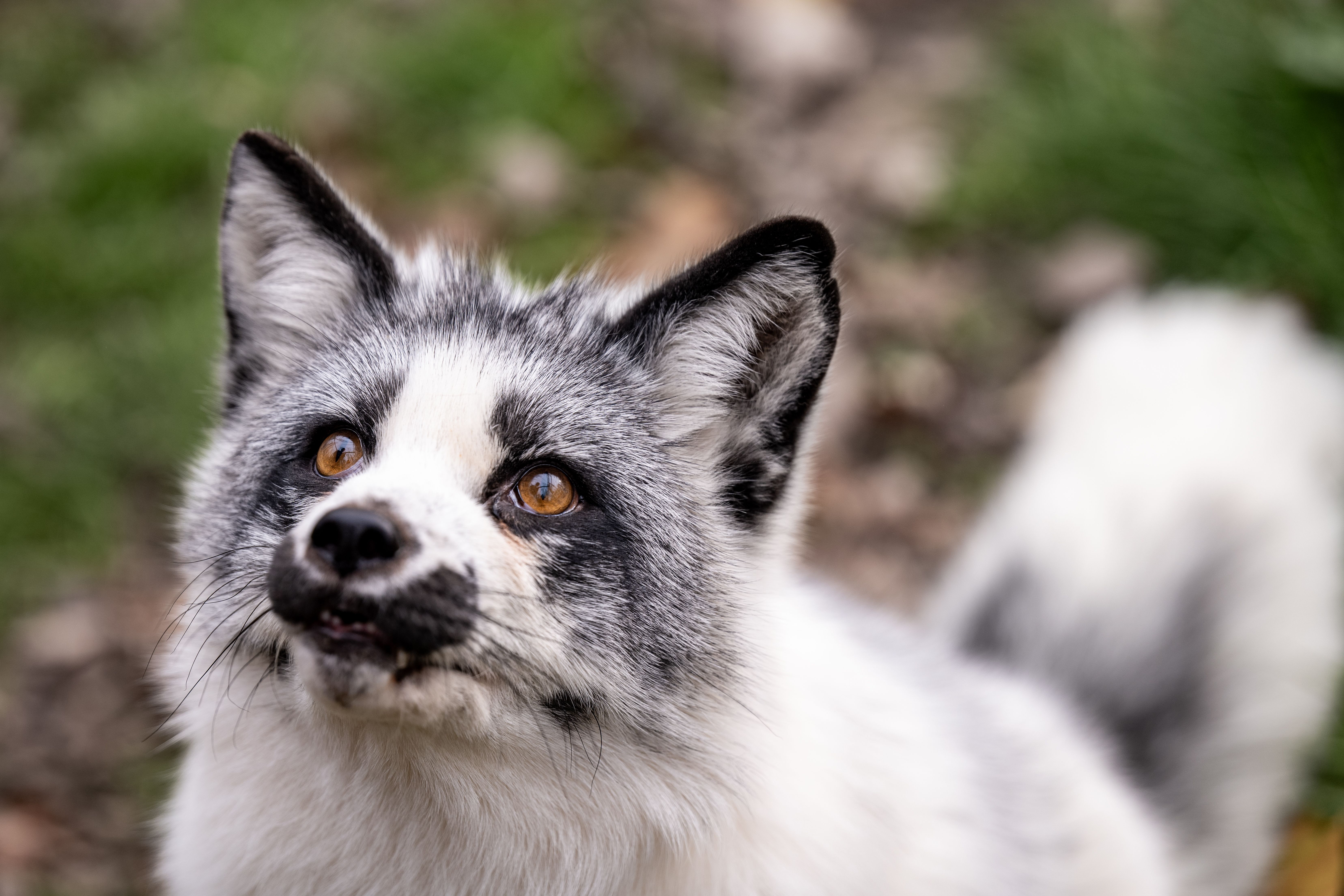 Arctic Fox Daily Wildlife Rescue, Inc