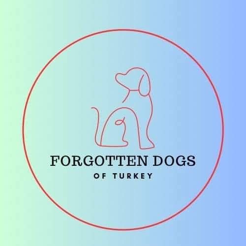 Forgotten dogs of turkey