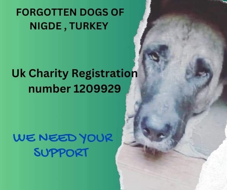 Forgotten dogs of turkey