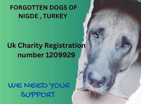 Forgotten dogs of turkey