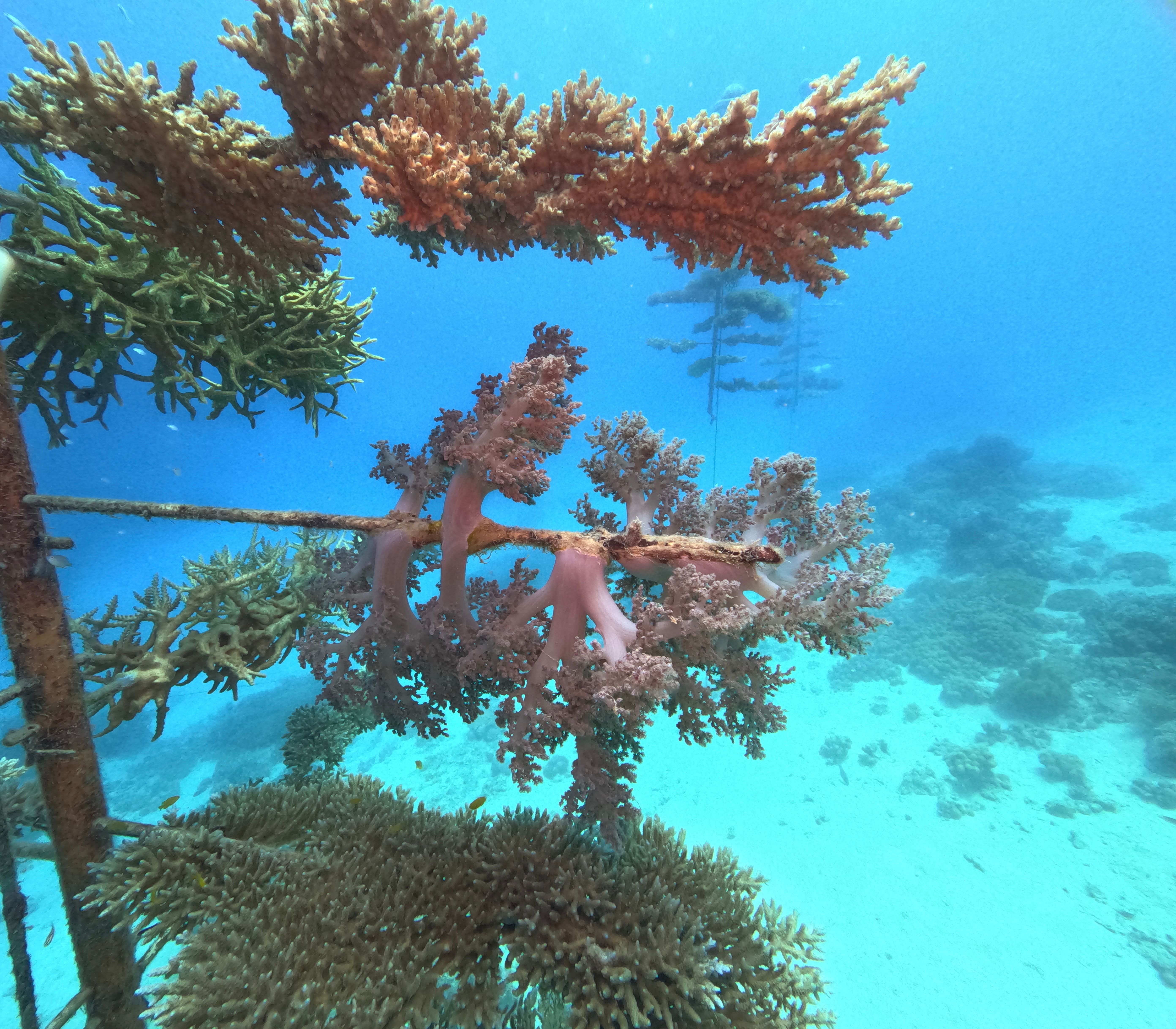 Resilient Reefs Foundation