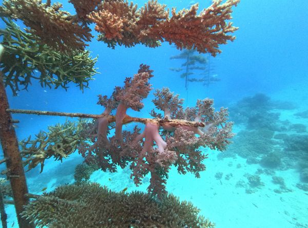 Resilient Reefs Foundation