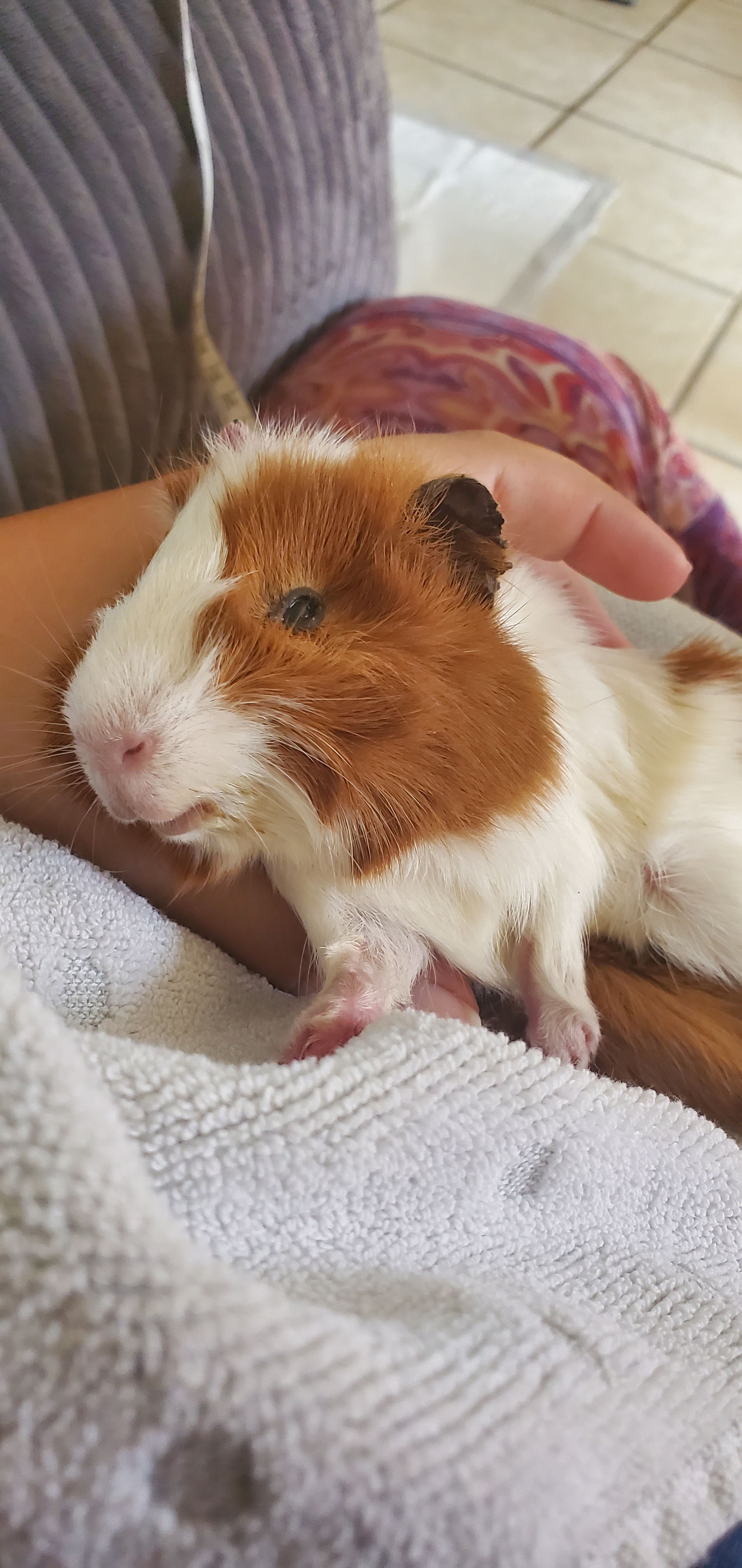 Floppy Ear Rescue
