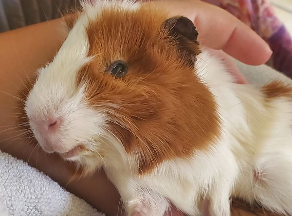 Floppy Ear Rescue