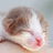 Greenacres Animal Rescue