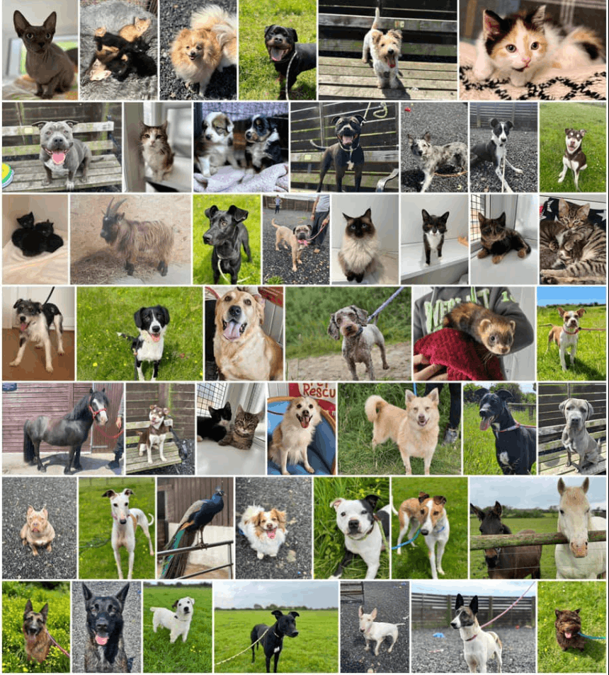 Greenacres Animal Rescue