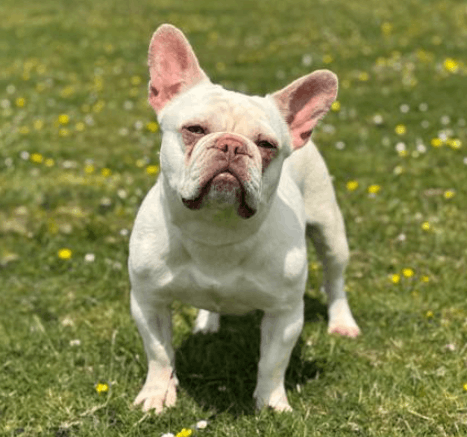 Greenacres Animal Rescue